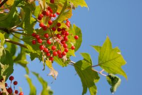 Branch of viburnum