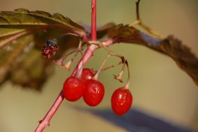 Branch of viburnum