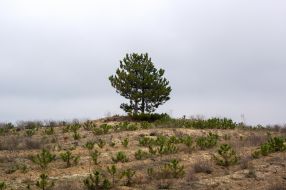 Pine planted area