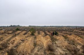 The participants planted pine