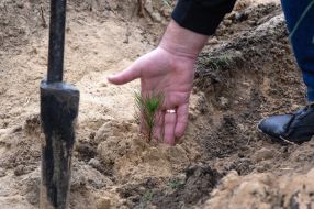 Pine seedlings planted in the soil