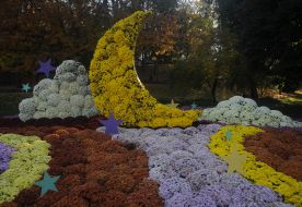 Фестиваль хризантем