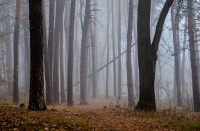 Trees in the fog in the park