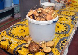 Mushrooms