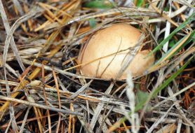 Mushroom