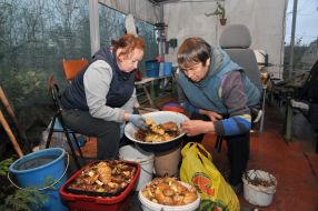 Women clean mushrooms