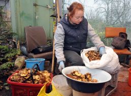 Women clean mushrooms