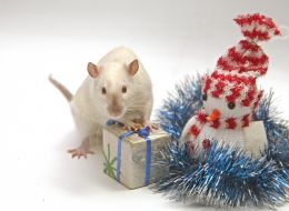 Christmas toys and rat