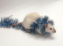 White rat