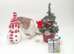 Christmas toys and rat