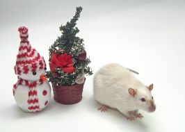Christmas toys and rat