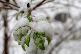 The first snow in Uzhgorod