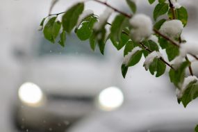 The first snow in Uzhgorod