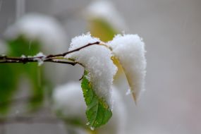 The first snow in Uzhgorod