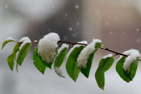 The first snow in Uzhgorod