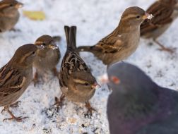 Sparrows peck crumbs