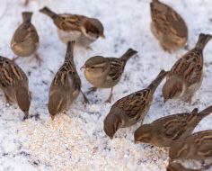 Sparrows peck crumbs