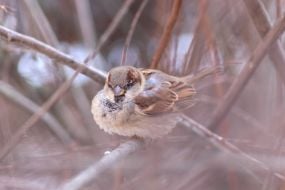 The sparrow sits on a branch