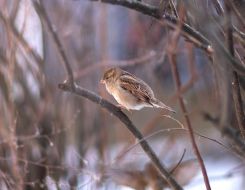 The sparrow sits on a branch