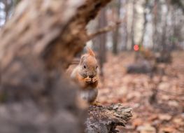 Squirrel