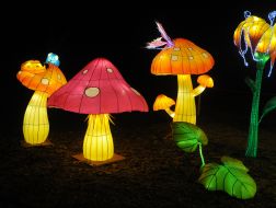 Фестиваль гигантских китайских фонарей на Певческом поле