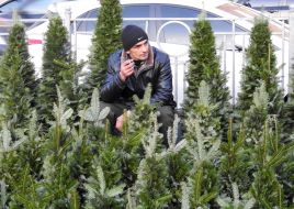 Ялинковий базар в Києві