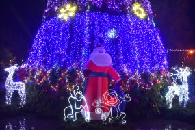 The opening of the main Christmas tree in Zaporizhia