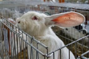 Rabbit in a cage