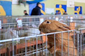 Кролик в клетке