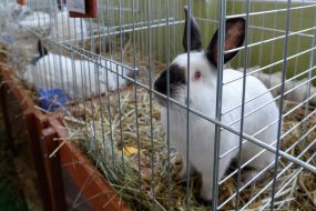 Кролик в клетке