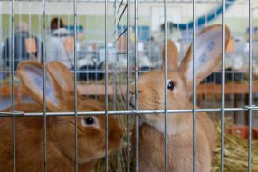 Кролики в клетке