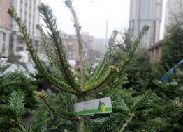 Елочный базар в Киеве