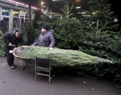 Елочный базар в Киеве