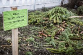 Reception of Christmas trees