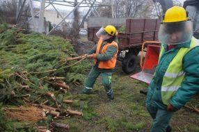 Reception of Christmas trees