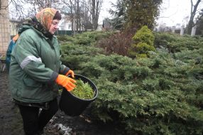 Reception of Christmas trees
