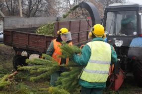 Reception of Christmas trees
