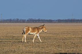 Equus hemionus kulan
