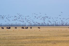 Заповідник ”Асканія-Нова”