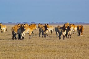 Przewalski's horses