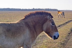 Przewalski's horses