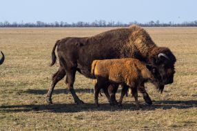 American bison