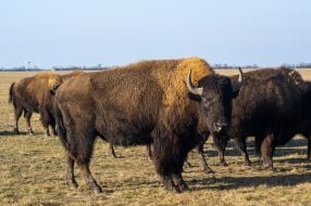 American bison