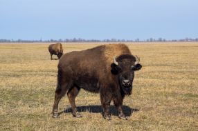 American bison