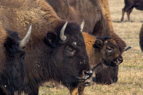 American bison