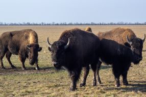 American bison