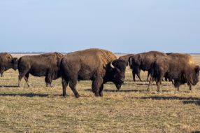 American bison