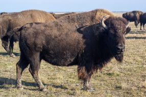 American bison