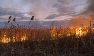 Fire in the open ground in Odessa