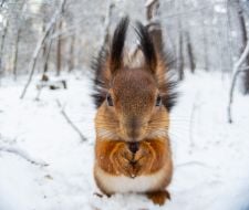 Squirrel